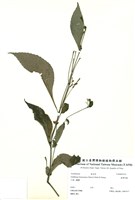 藏品(臺灣馬藍)的圖片